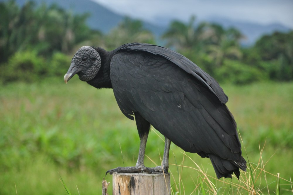 Американская черная катарта (Coragyps atratus)