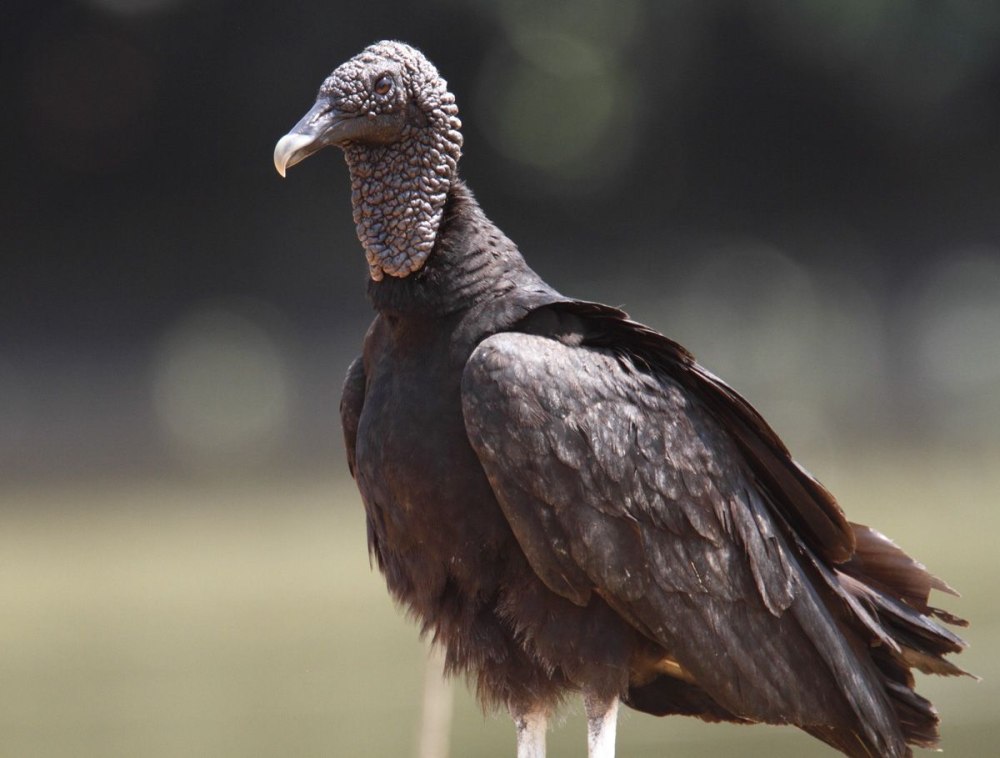 Vulture Bee