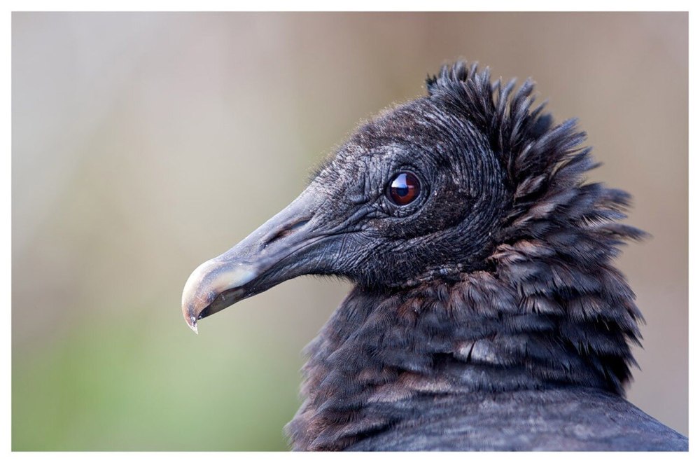 Американская черная катарта (Coragyps atratus)
