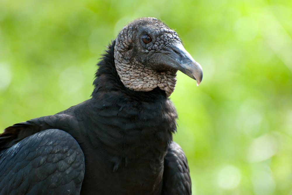Coragyps atratus