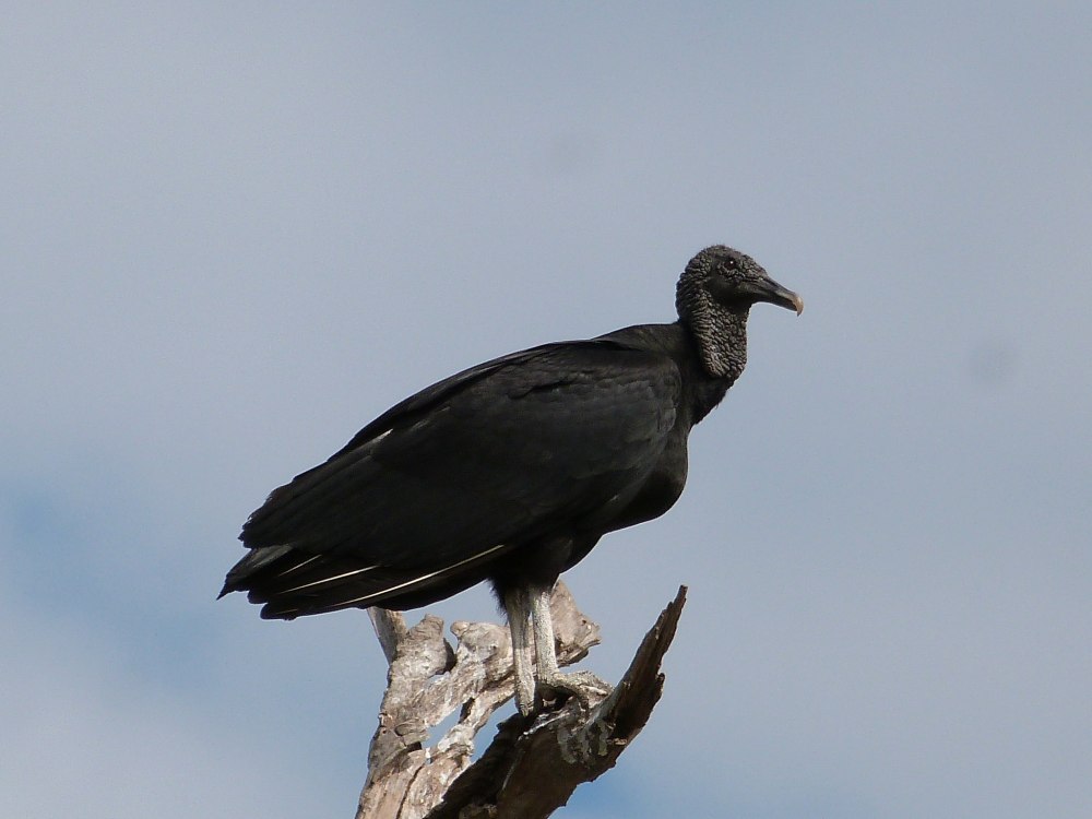 Американская черная катарта (Coragyps atratus)
