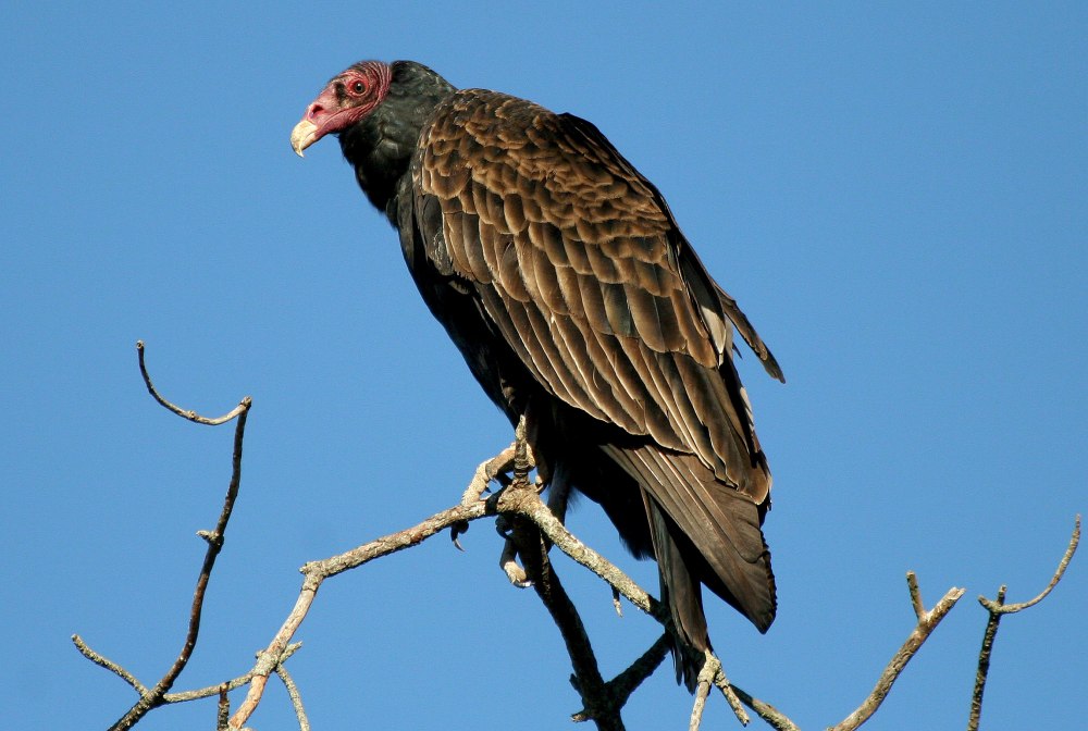 Cathartes Aura