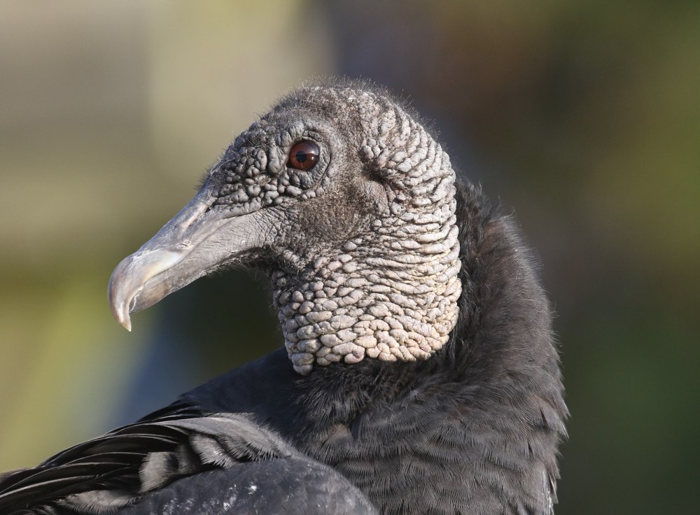 Black Vulture