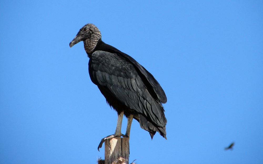 Vulture Mic