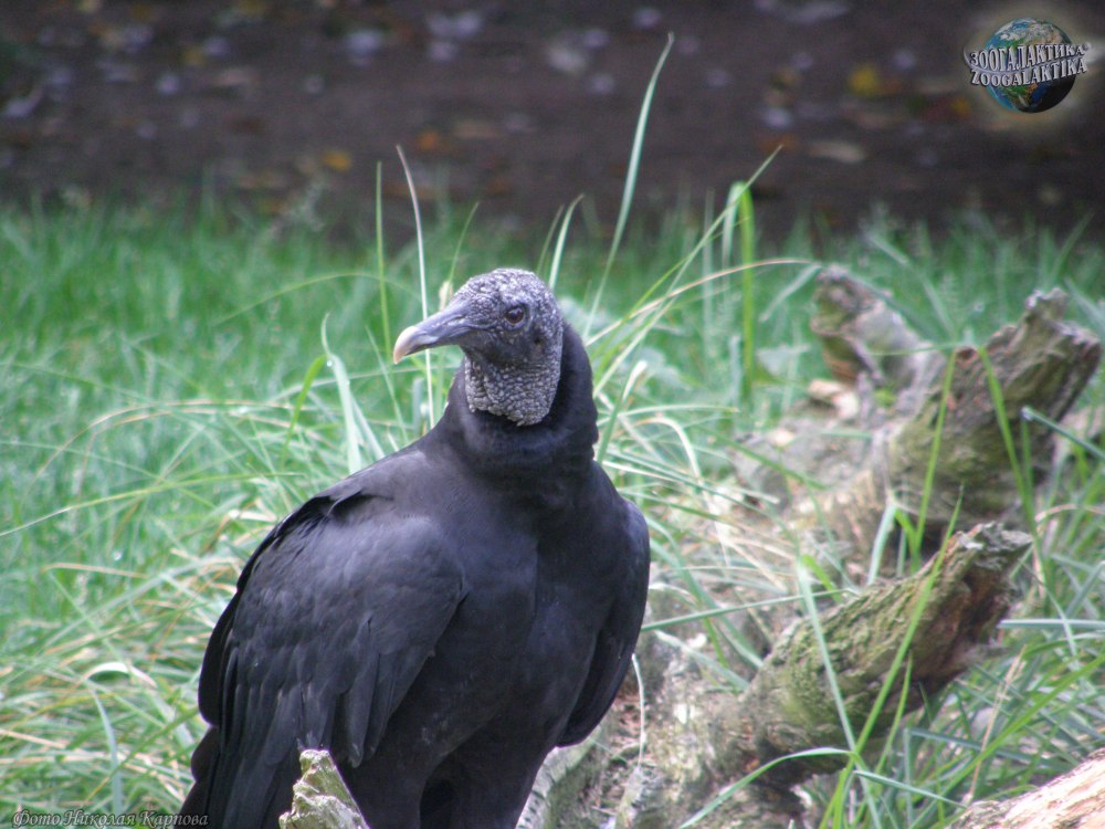 Американская черная катарта (Coragyps atratus)