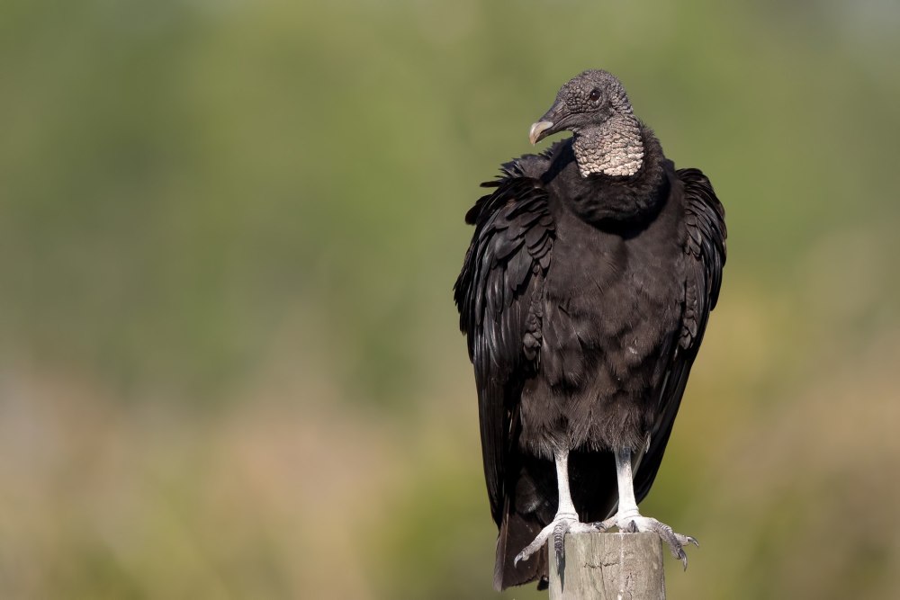 Американская черная катарта (Coragyps atratus)