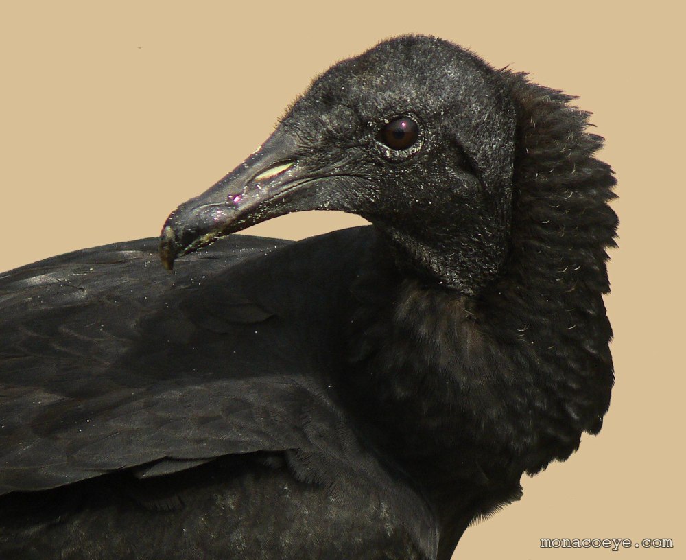Black Vulture птица