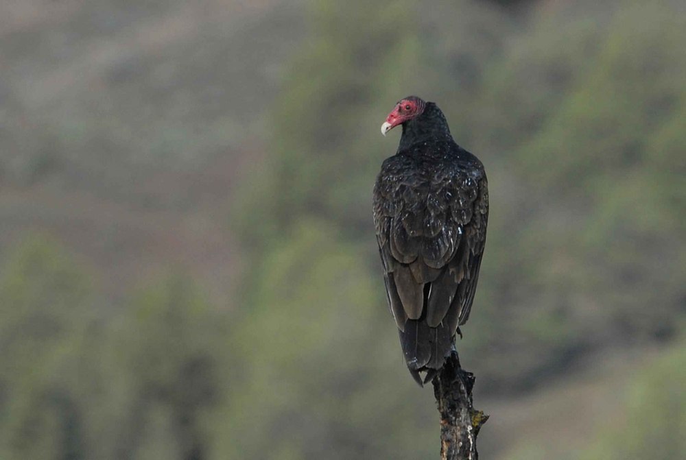 Cathartes Aura