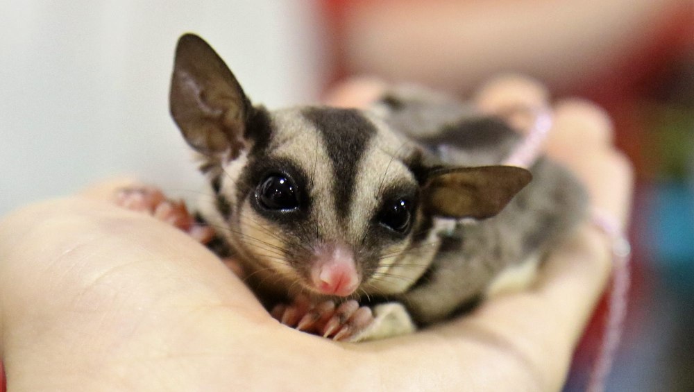 Paraphimosis Sugar Gliders
