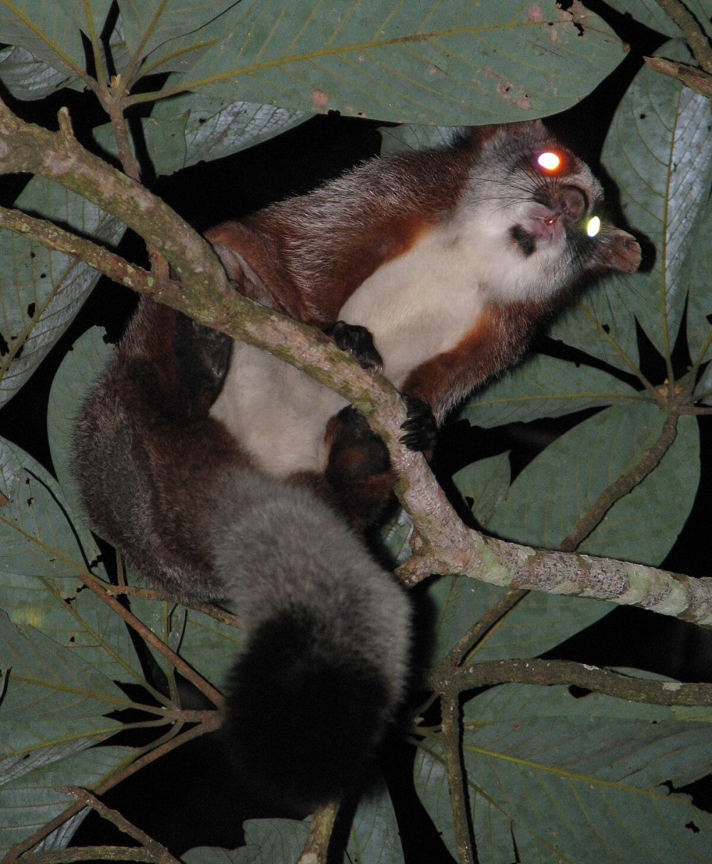 Petaurista Petaurista