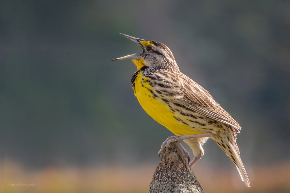 Западный Луговой трупиал (Sturnella neglecta)