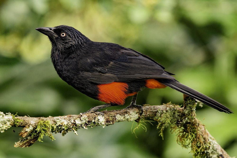 Длиннохвостый Луговой трупиал