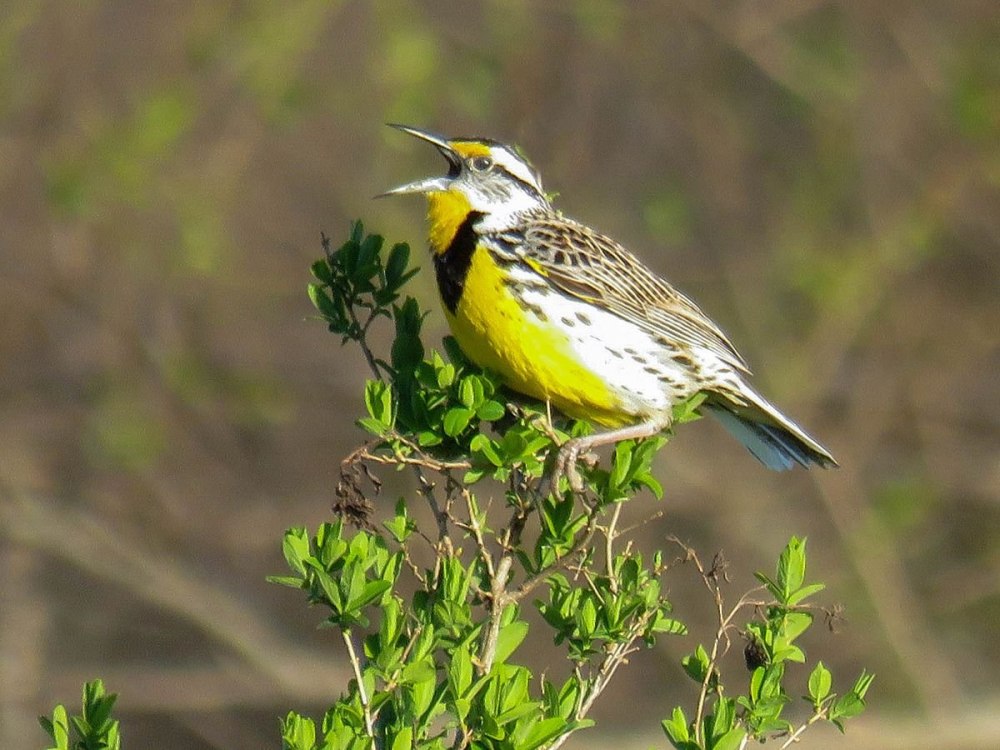 Западный Луговой трупиал