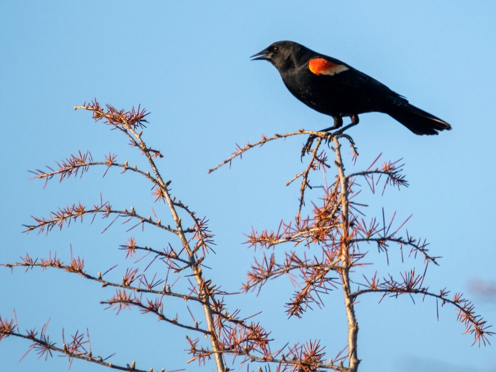 Красноплечий чёрный трупиал