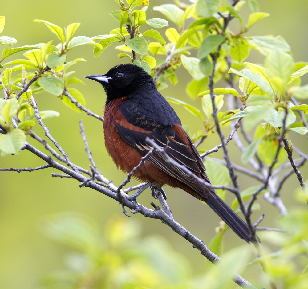 Краснобрюхий трупиал