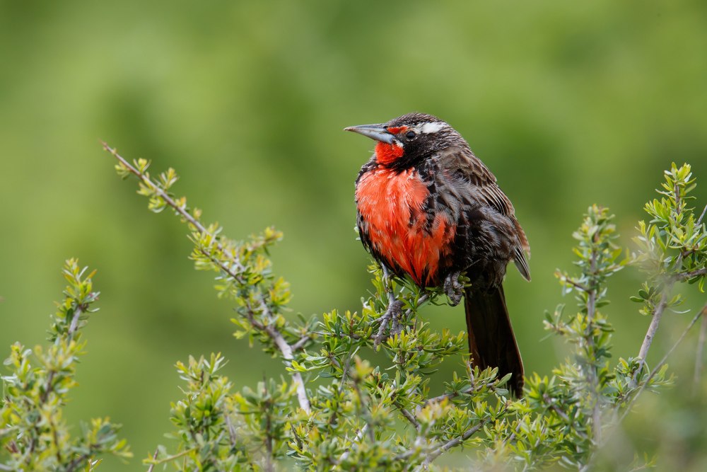 Западный Луговой трупиал