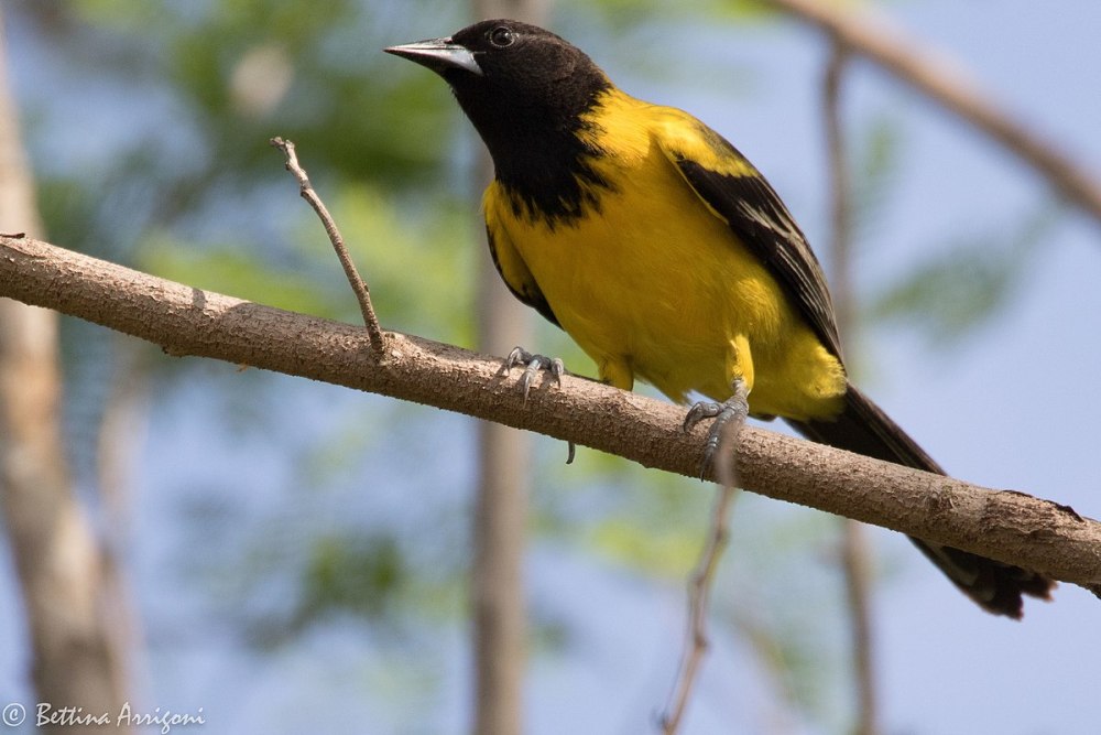 Иволга Одюбона (Icterus graduacauda)