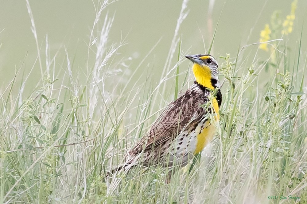 Западный Луговой трупиал (Sturnella neglecta)