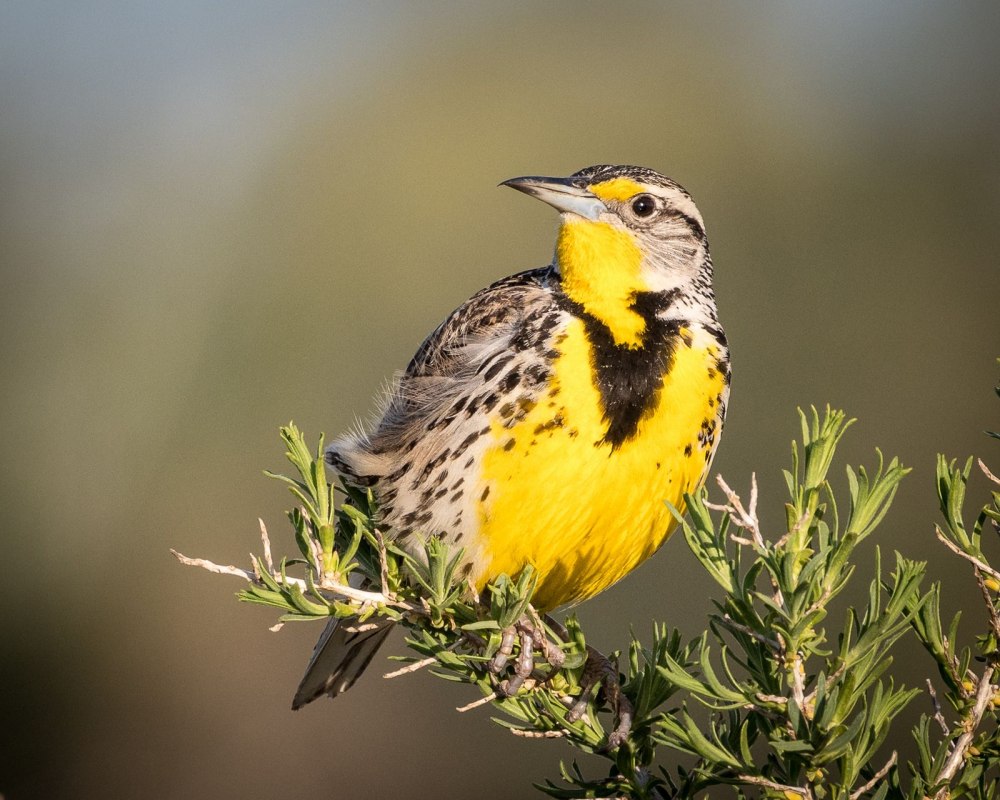 Птица — Западный Луговой трупиал