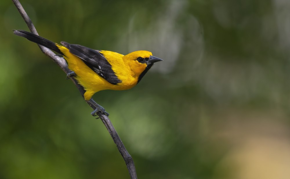 Желтоспинный цветной трупиал