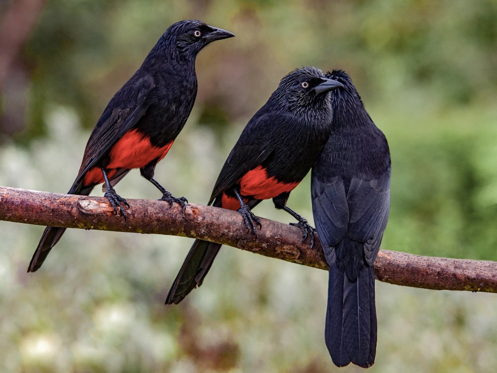 Краснобрюхий малимбус