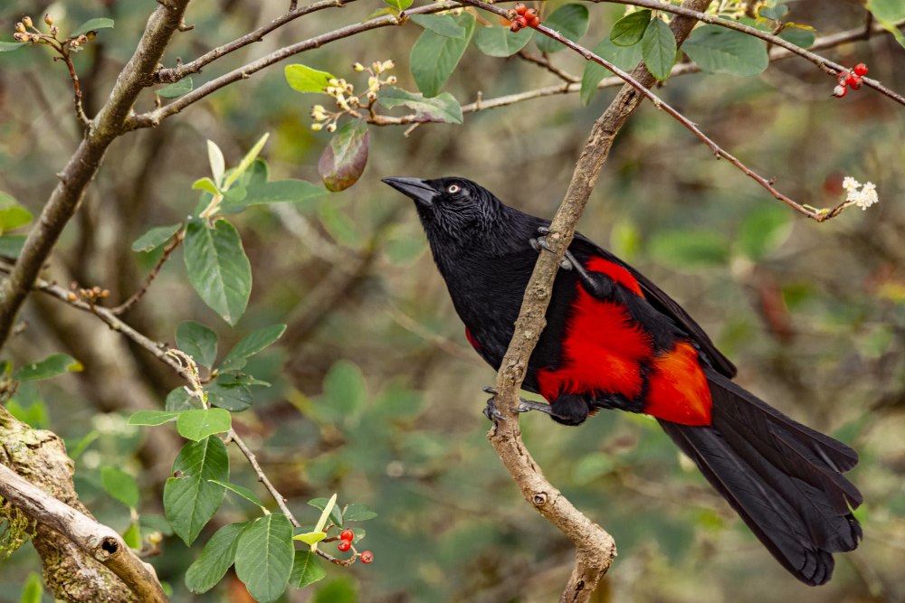 Дрозд краснобрюхий