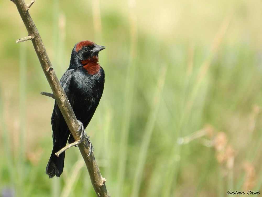 Красногрудый Луговой трупиал