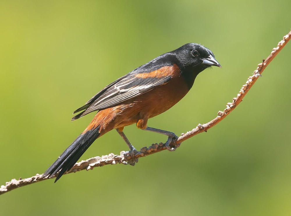 Садовый цветной трупиал