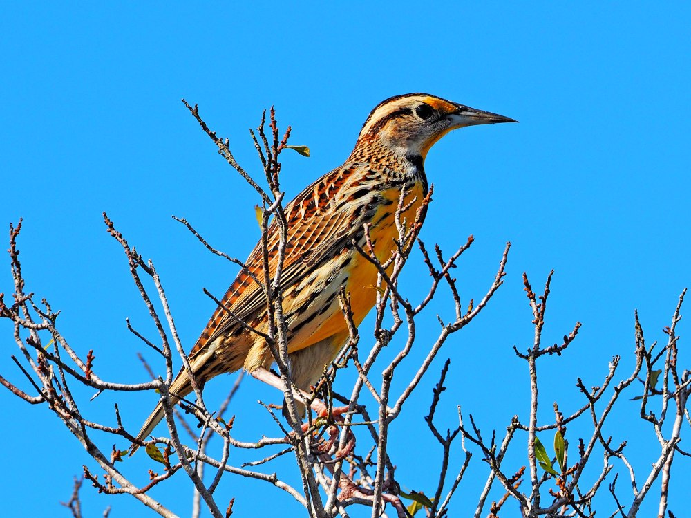 Птицы Вирджинии