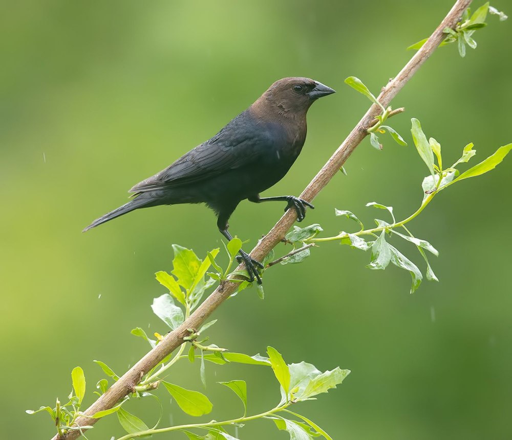 Brown headed Cowbird