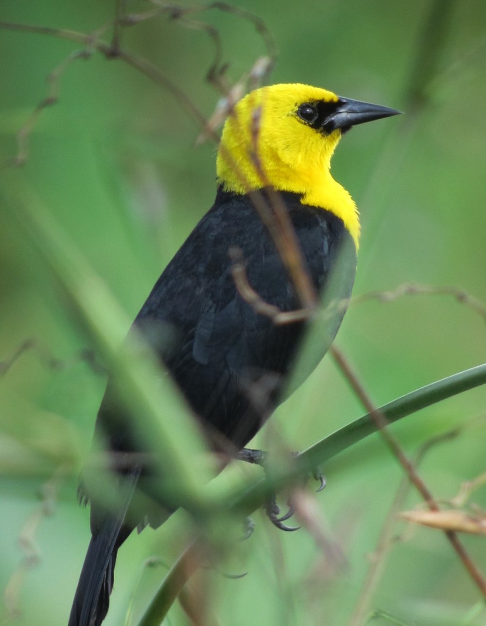 Yellow-Hooded Blackbird