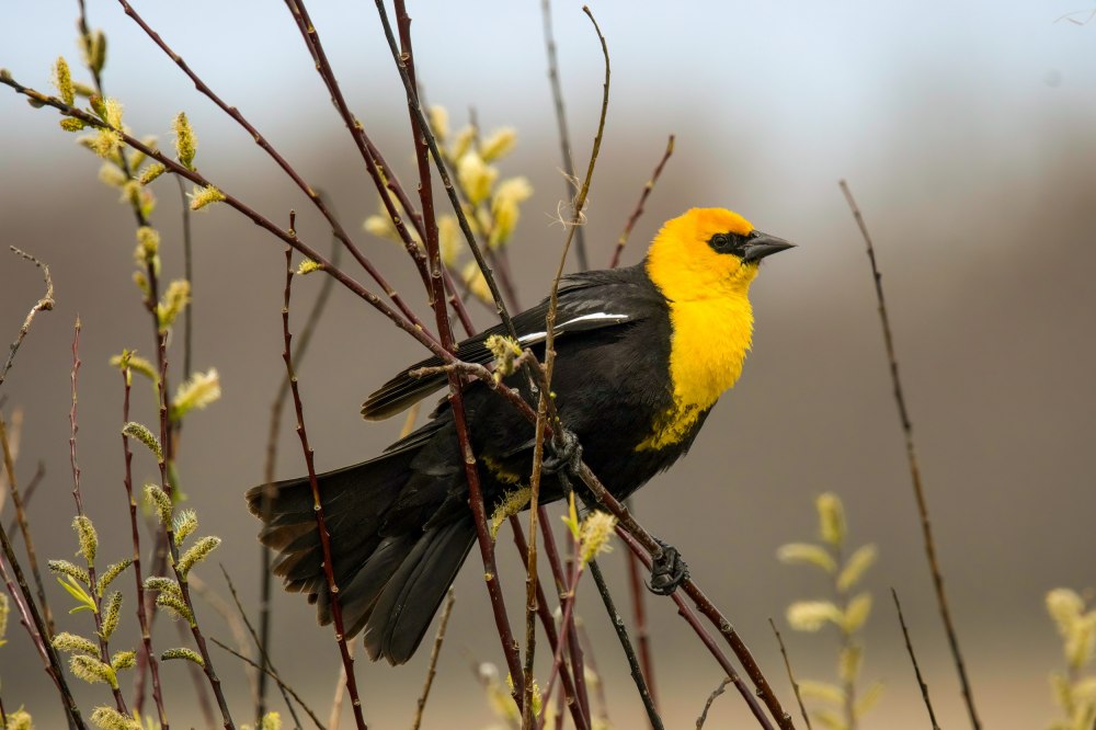 Черно желтая птица Австралии