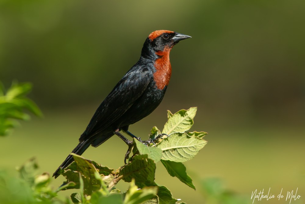 Красноголовый трупиал