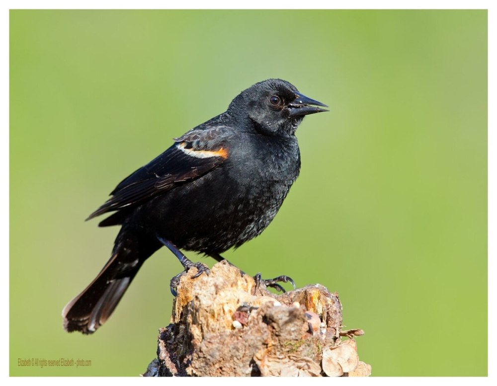 Крикливый коровий трупиал