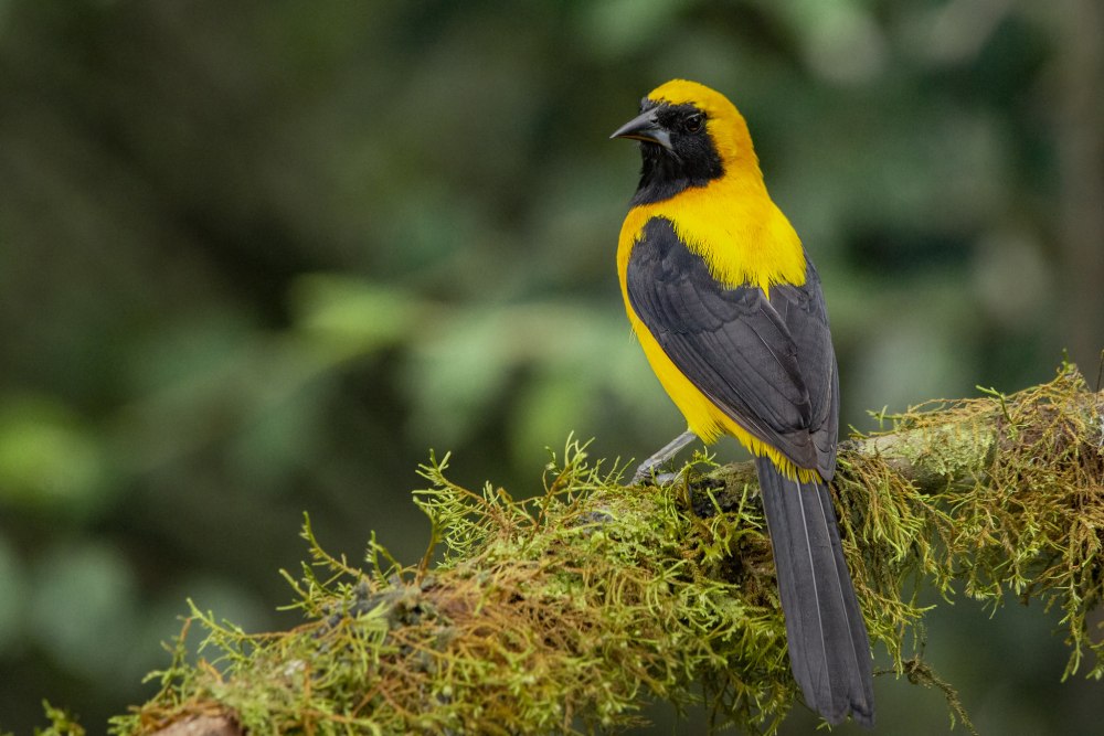 Венесуэльский трупиал