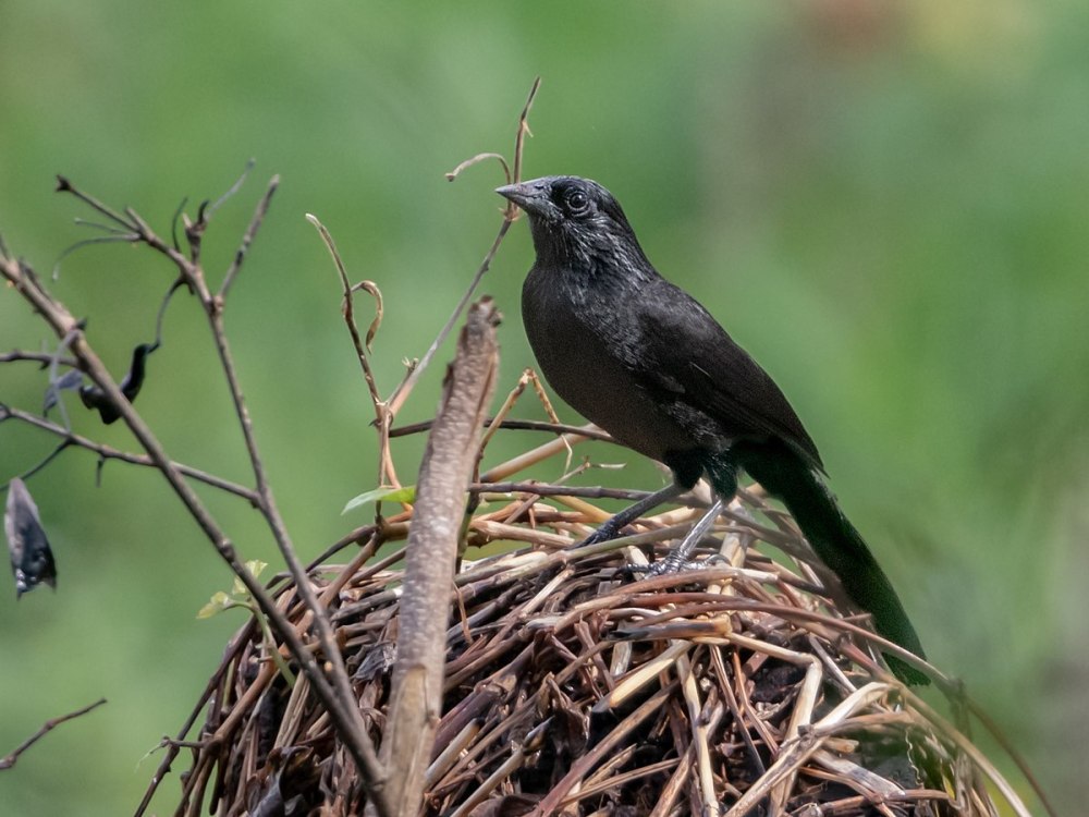 Гаитянский трупиал