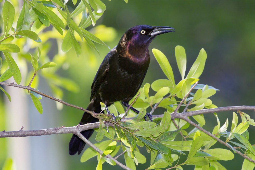 Антильский гракл