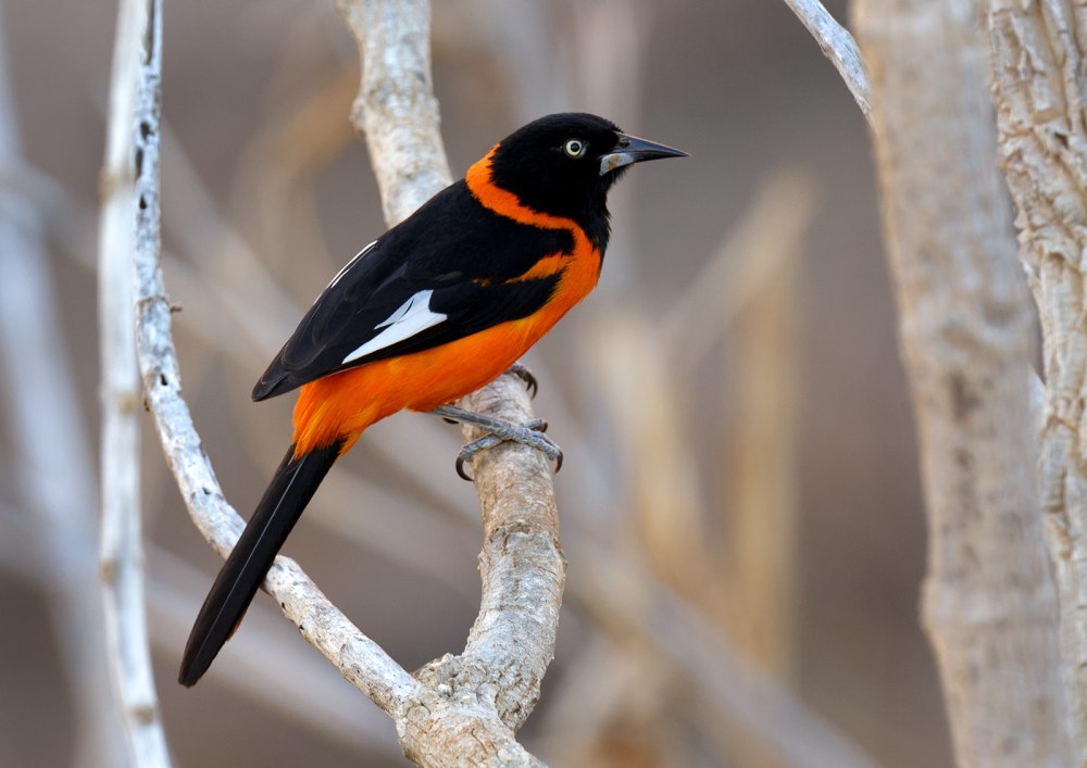 Венесуэла цветной трупиал