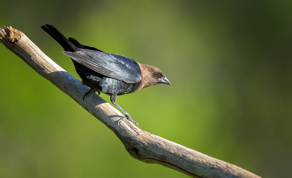 Brown headed Cowbird
