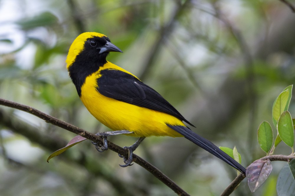 Самки трупиалов