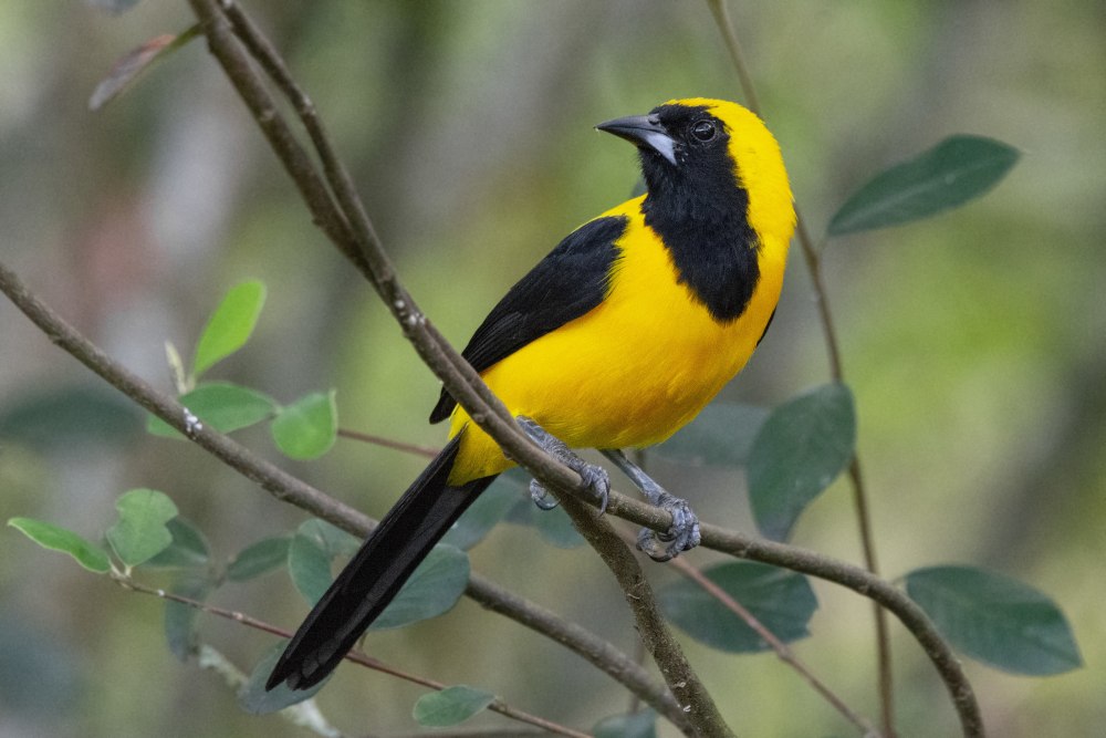 Желтоспинный Классик