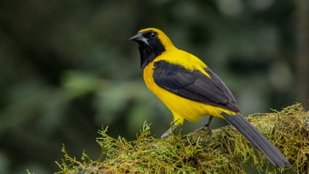 Желтоспинный Классик