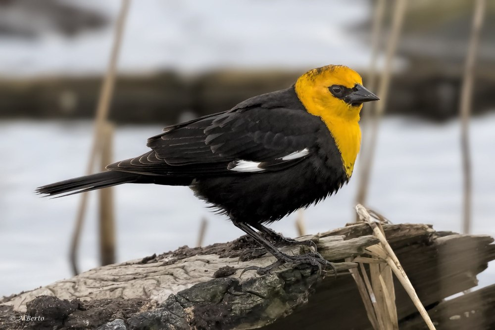 Желтоголовый трупиал