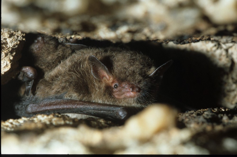Водяная ночница Myotis daubentonii