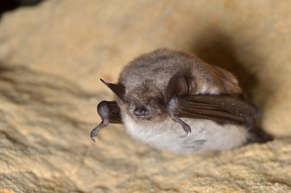 Ночница Прудовая * Myotis dasycneme