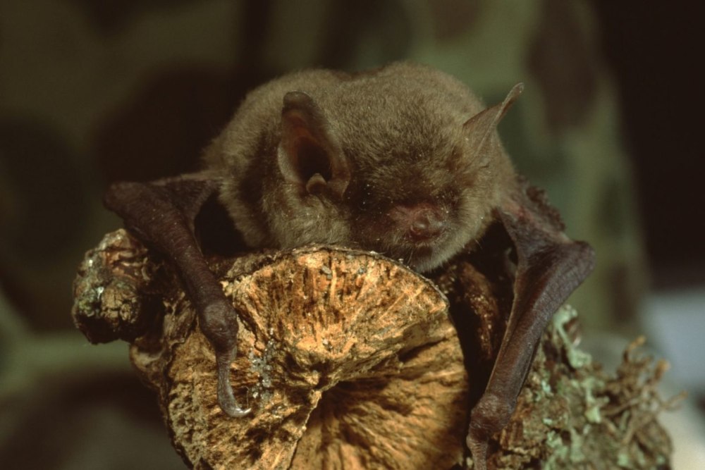 Myotis lucifugus