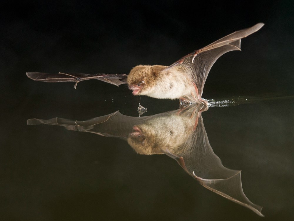 Водяная ночница (Myotis daubentoni