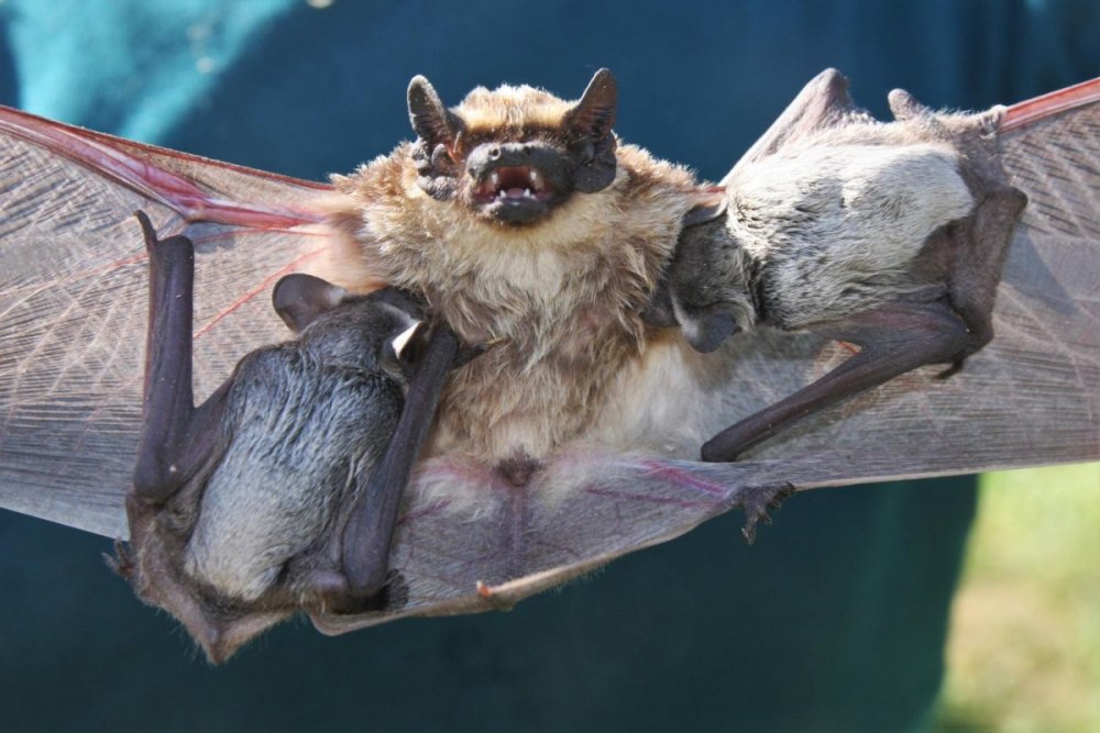 Кожан двухцветный (Vespertilio murinus)