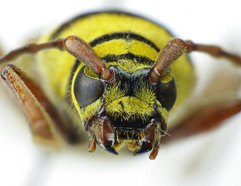 Жук ПЛАГИОНОТУС