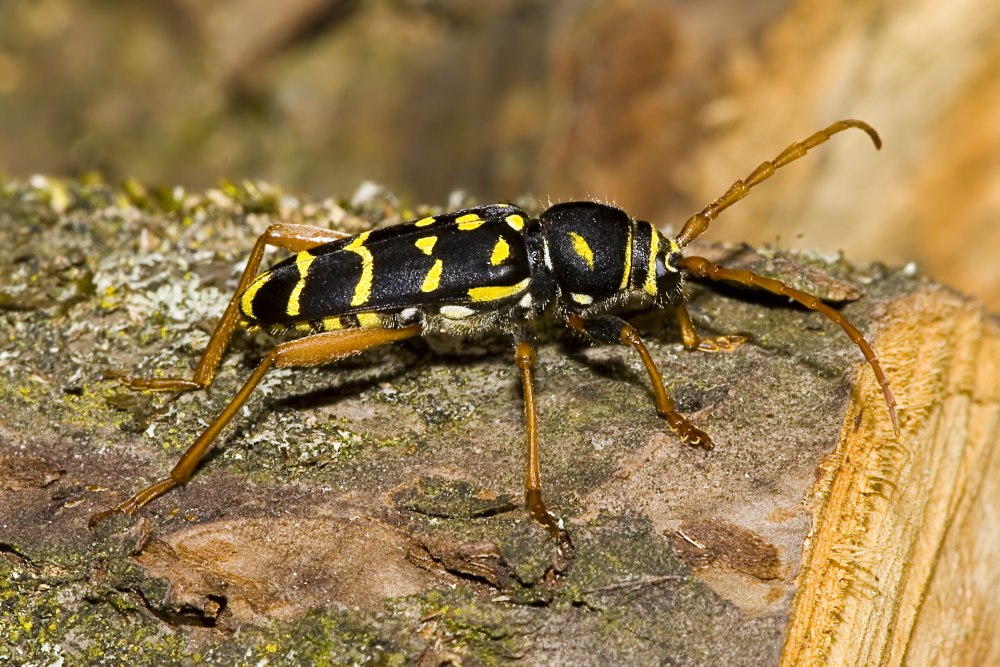 Пёстрый усач